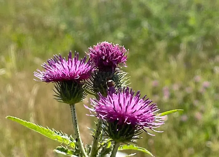 Stanica Przygody مزرعة للإقامة شتوتوفو
